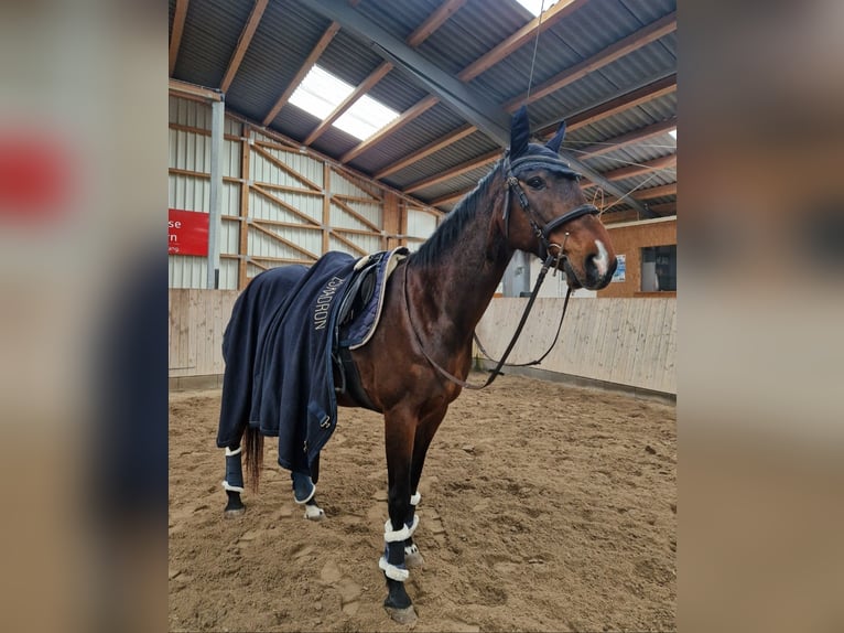 Französischer Traber Stute 16 Jahre 160 cm Brauner in Kaiserslautern