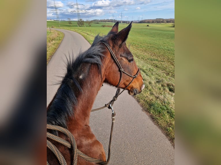 Französischer Traber Stute 16 Jahre 160 cm Brauner in Kaiserslautern