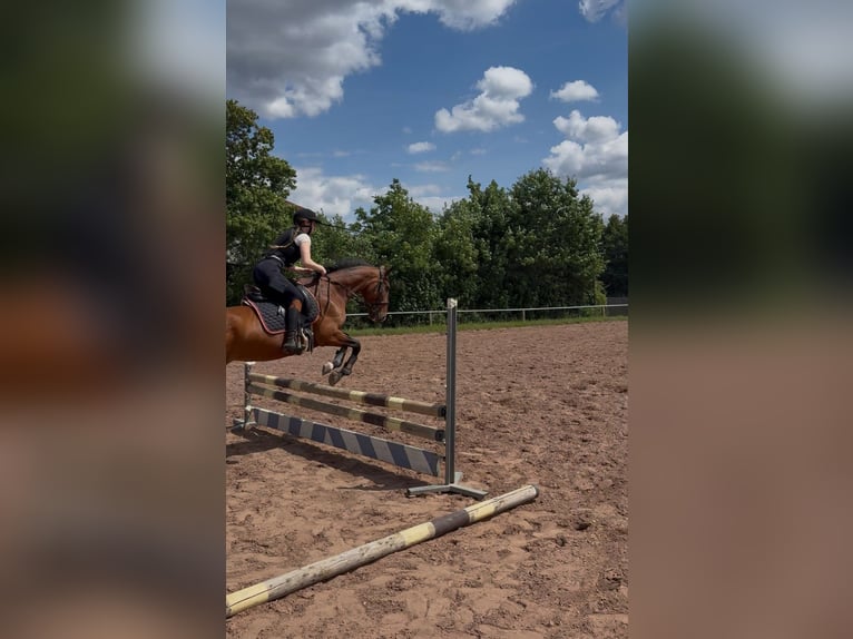 Französischer Traber Stute 16 Jahre 160 cm Brauner in Kaiserslautern