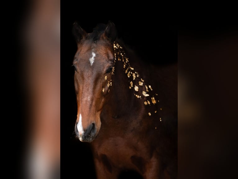 Französischer Traber Stute 16 Jahre 160 cm Brauner in Kaiserslautern