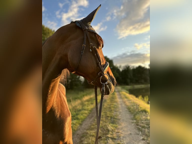 Französischer Traber Stute 16 Jahre 165 cm Dunkelbrauner in Nittenau