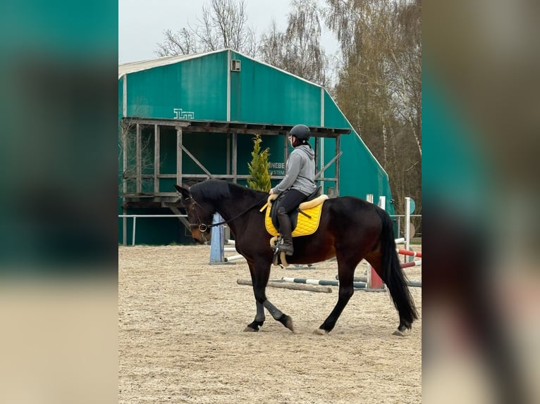 Französischer Traber Stute 16 Jahre 165 cm Dunkelbrauner in Nittenau