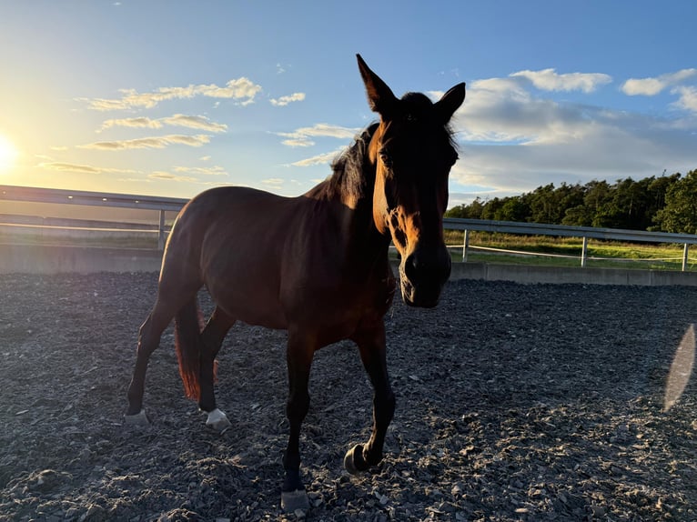 Französischer Traber Stute 16 Jahre Dunkelbrauner in Schwandorf