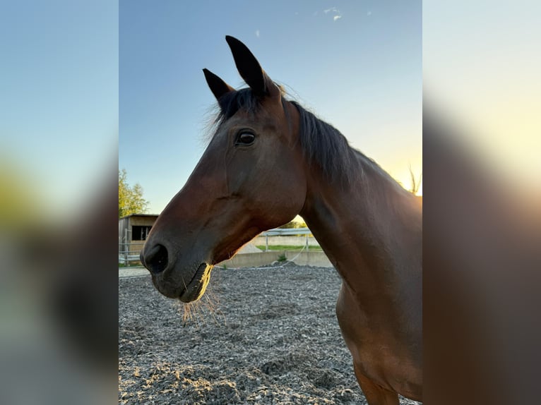 Französischer Traber Stute 16 Jahre Dunkelbrauner in Schwandorf