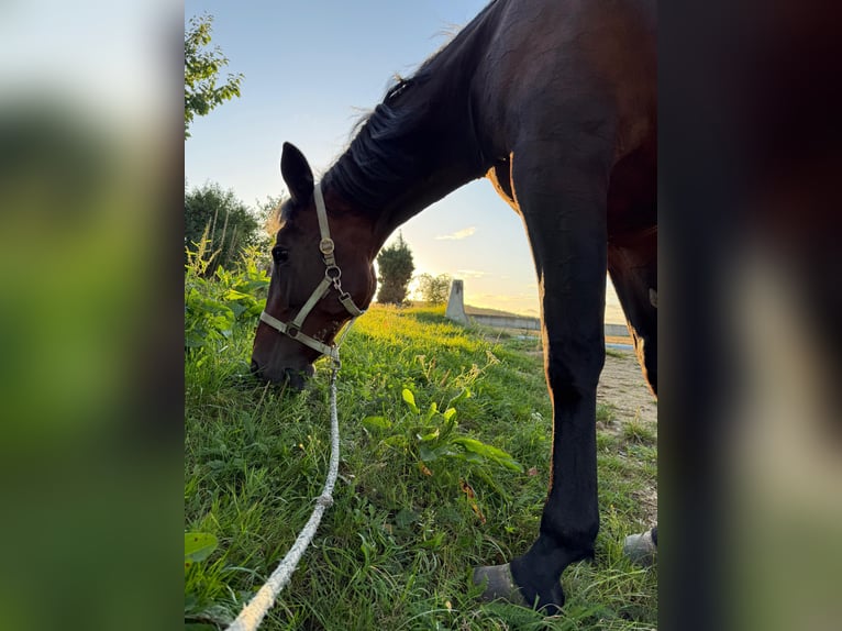 Französischer Traber Stute 16 Jahre Dunkelbrauner in Schwandorf