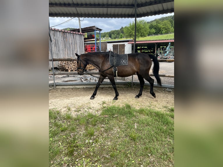 Französischer Traber Stute 18 Jahre 164 cm Dunkelbrauner in Frammersbach