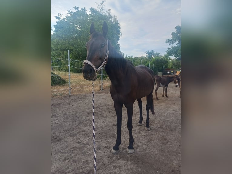 Französischer Traber Stute 19 Jahre 148 cm Rappe in Martinsdorf