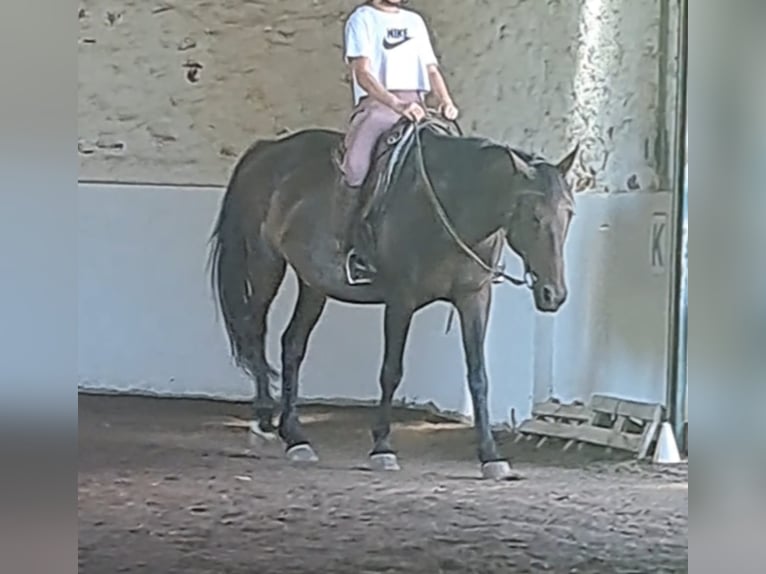 Französischer Traber Stute 19 Jahre 155 cm Brauner in Otzberg