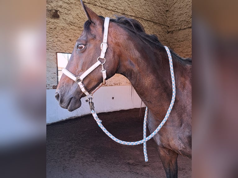 Französischer Traber Stute 19 Jahre 155 cm Brauner in Otzberg