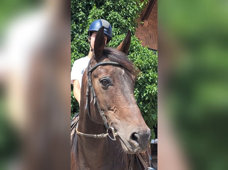 Französischer Traber Stute 19 Jahre 155 cm Brauner in Otzberg