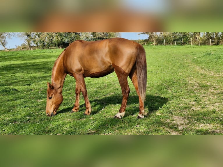 Französischer Traber Stute 20 Jahre 165 cm Fuchs in Jouillat