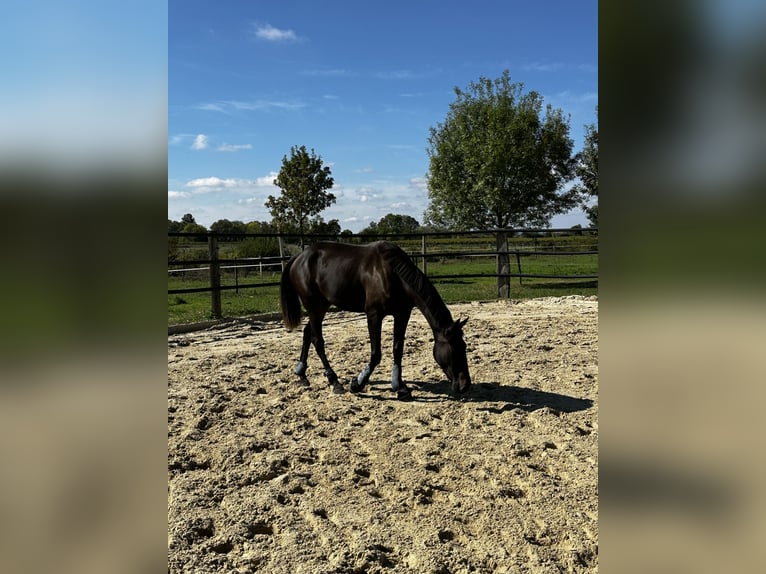 Französischer Traber Stute 2 Jahre 165 cm Dunkelbrauner in Macqueville