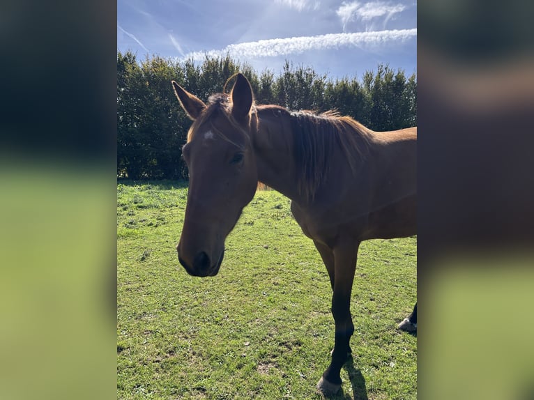 Französischer Traber Stute 3 Jahre 155 cm Brauner in Beuzeville