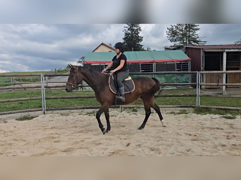 Französischer Traber Stute 3 Jahre 160 cm Brauner in Saint-Léon