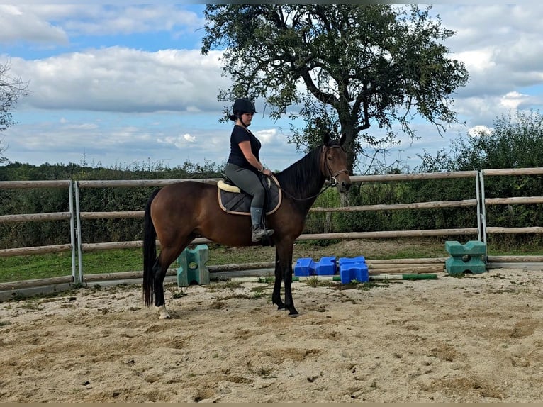 Französischer Traber Stute 3 Jahre 160 cm Brauner in Saint-Léon