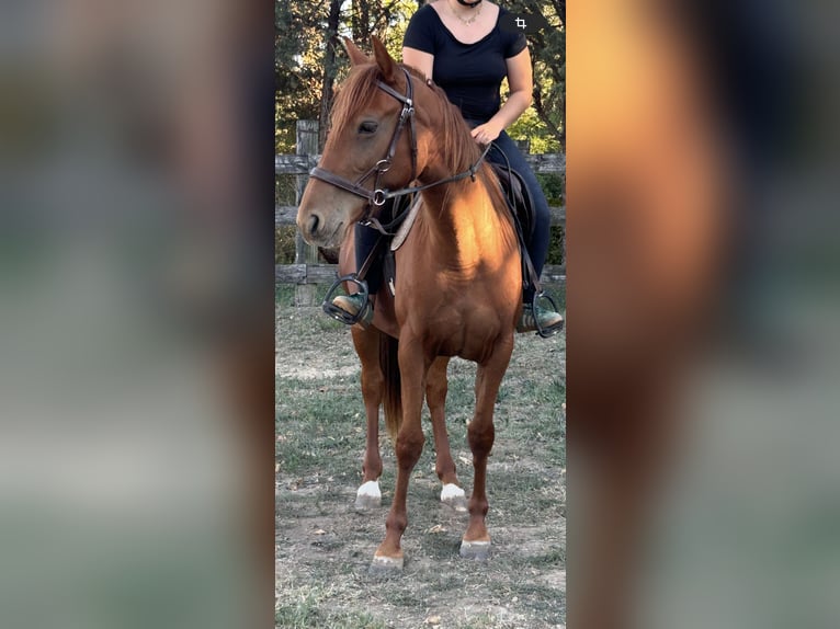 Französischer Traber Stute 3 Jahre 160 cm Fuchs in Lunel-Viel