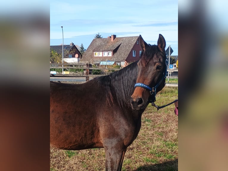 Französischer Traber Stute 4 Jahre 155 cm Brauner in L&#xFC;neburg