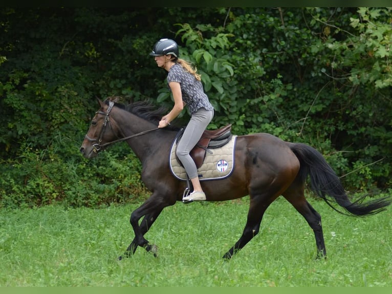 Französischer Traber Stute 4 Jahre 155 cm Schwarzbrauner in Tarbes