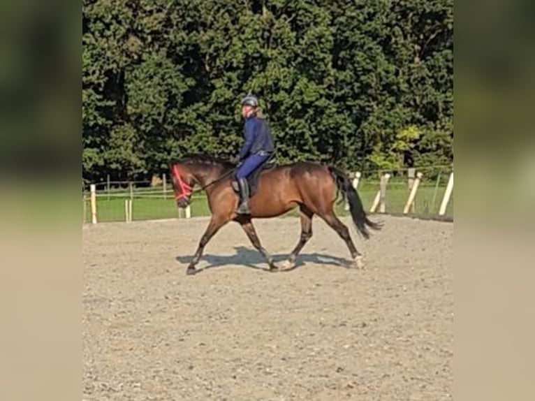 Französischer Traber Stute 4 Jahre 157 cm Brauner in Leidschendam