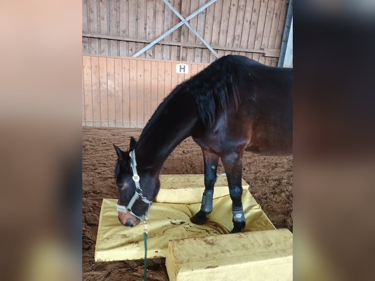 Französischer Traber Stute 5 Jahre 158 cm Brauner in Lüneburg