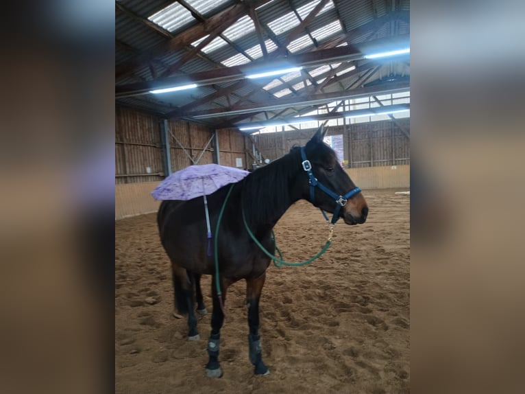 Französischer Traber Stute 5 Jahre 158 cm Brauner in Lüneburg