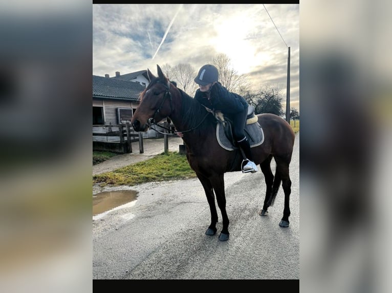 Französischer Traber Stute 5 Jahre 160 cm Brauner in Tann