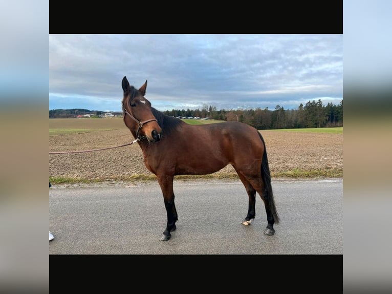 Französischer Traber Stute 5 Jahre 160 cm Brauner in Tann