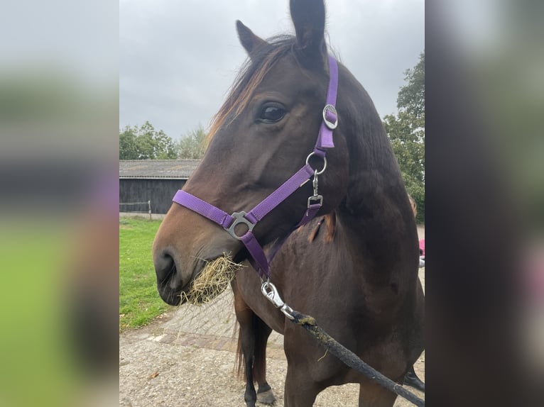 Französischer Traber Mix Stute 5 Jahre 160 cm Dunkelbrauner in Hilversum