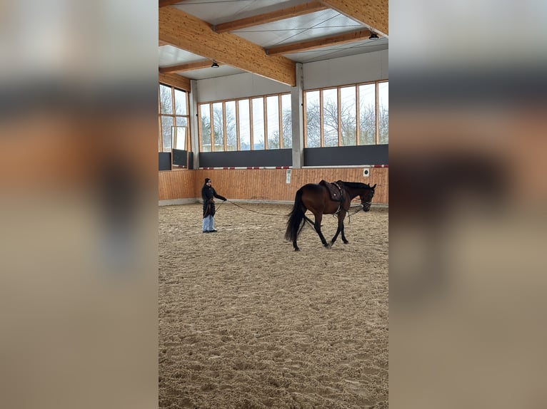 Französischer Traber Stute 5 Jahre 165 cm Brauner in Beckum