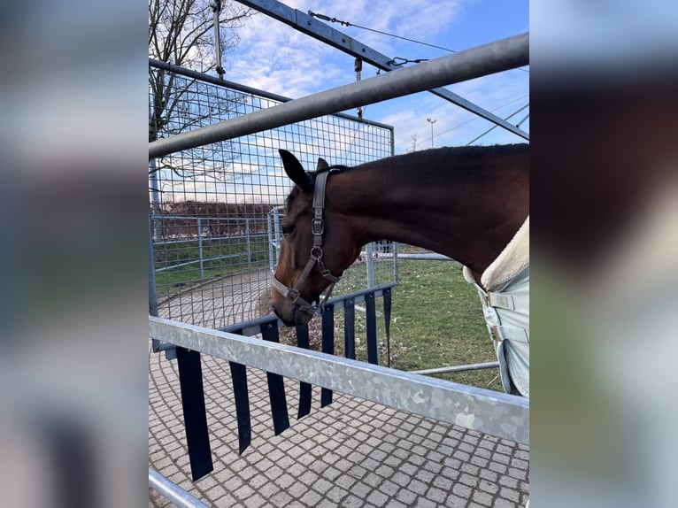 Französischer Traber Stute 5 Jahre 165 cm Brauner in Beckum