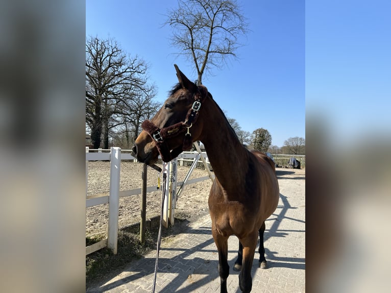 Französischer Traber Stute 5 Jahre 165 cm Brauner in Beckum