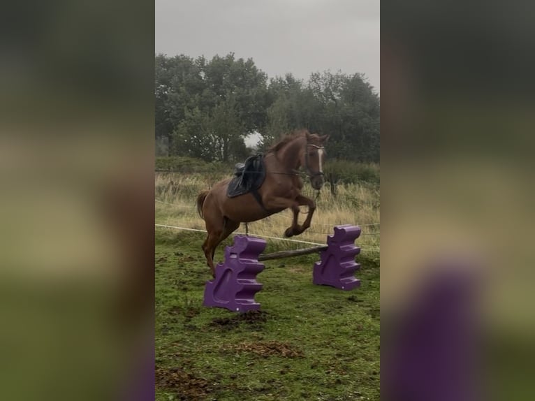 Französischer Traber Stute 5 Jahre 165 cm Fuchs in Selm