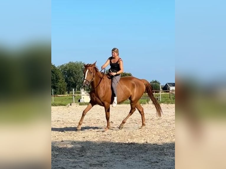 Französischer Traber Stute 5 Jahre 166 cm Fuchs in Nijkerk