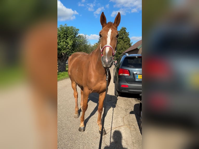Französischer Traber Stute 5 Jahre 166 cm Fuchs in Nijkerk