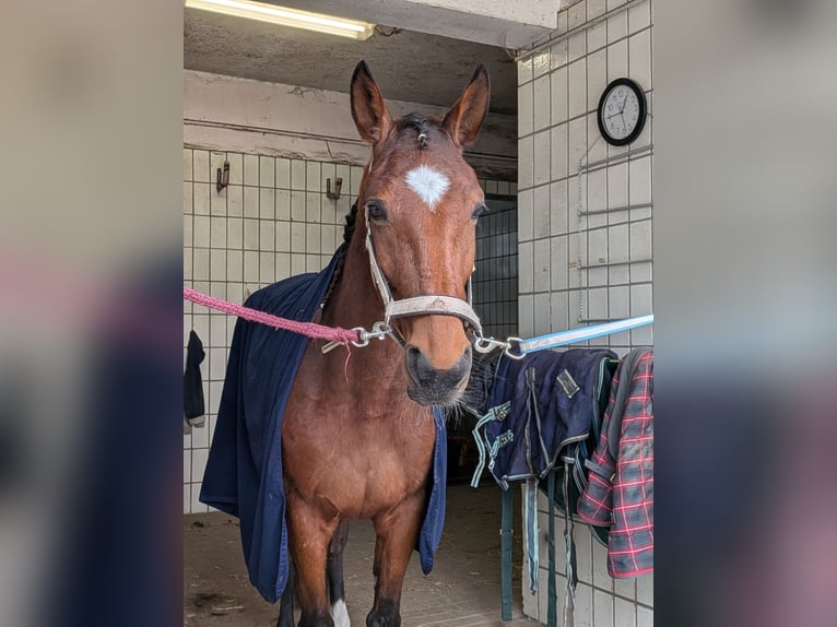 Französischer Traber Stute 6 Jahre 160 cm Brauner in Gelsenkirchen