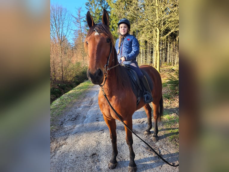 Französischer Traber Stute 6 Jahre 162 cm Brauner in Wilhelminaoord