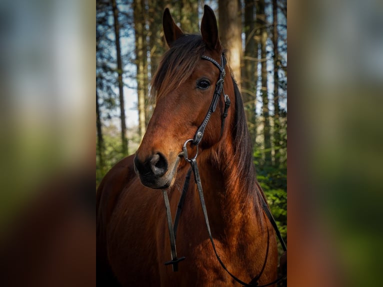 Französischer Traber Stute 6 Jahre 162 cm Brauner in Wilhelminaoord