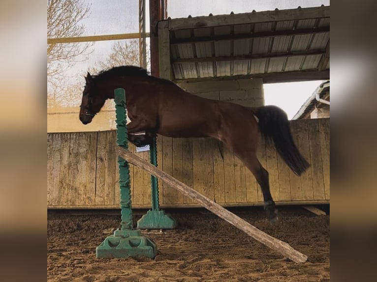 Französischer Traber Stute 6 Jahre 162 cm Brauner in manoi