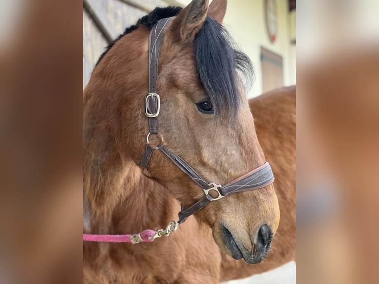 Französischer Traber Stute 6 Jahre 163 cm Brauner in Manou