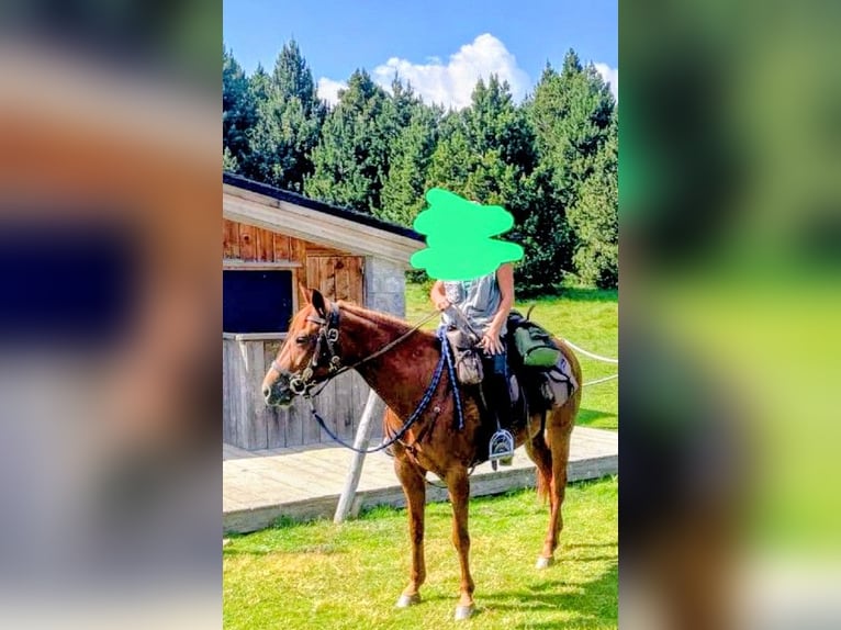 Französischer Traber Stute 6 Jahre 165 cm Fuchs in Perpignan