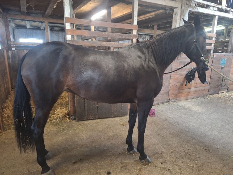 Französischer Traber Stute 6 Jahre 168 cm Dunkelbrauner in Lembach