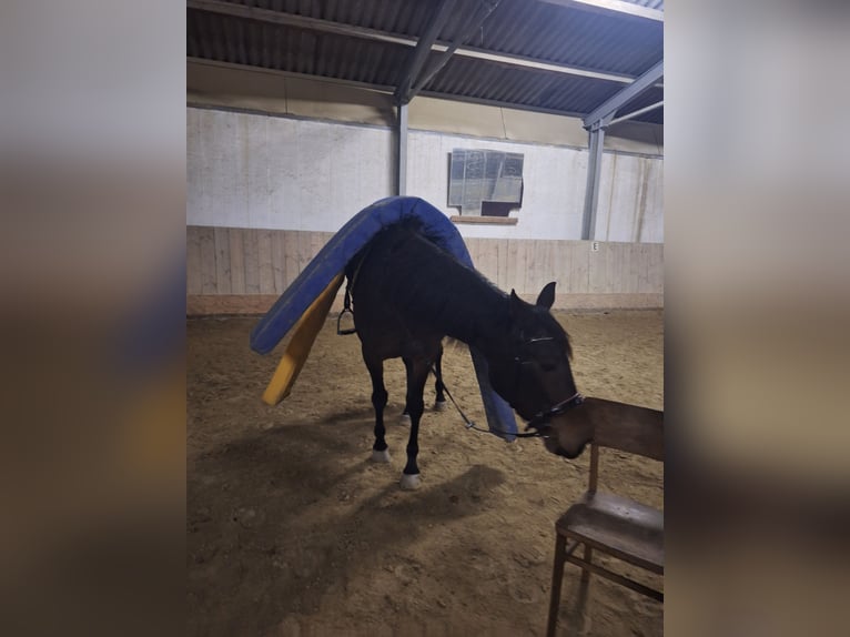 Französischer Traber Stute 6 Jahre 168 cm Dunkelbrauner in Lembach