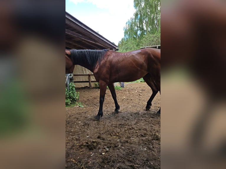 Französischer Traber Stute 7 Jahre 162 cm Dunkelbrauner in Frauenau