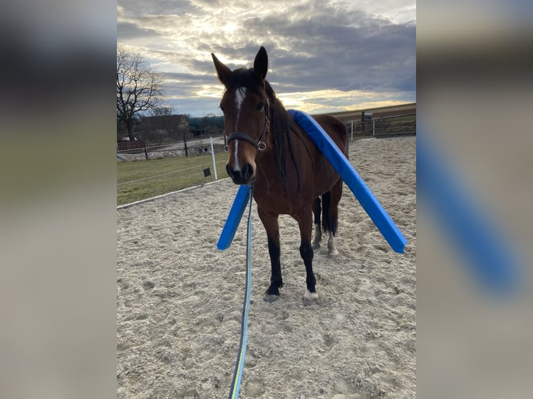 Französischer Traber Stute 7 Jahre 163 cm Brauner in Feinfeld