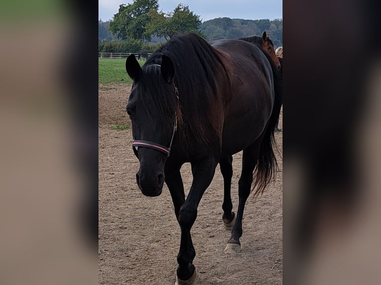 Französischer Traber Stute 7 Jahre 163 cm Schwarzbrauner in Kempen