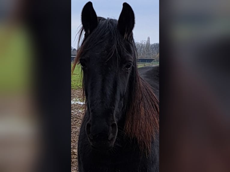 Französischer Traber Stute 7 Jahre 163 cm Schwarzbrauner in Kempen
