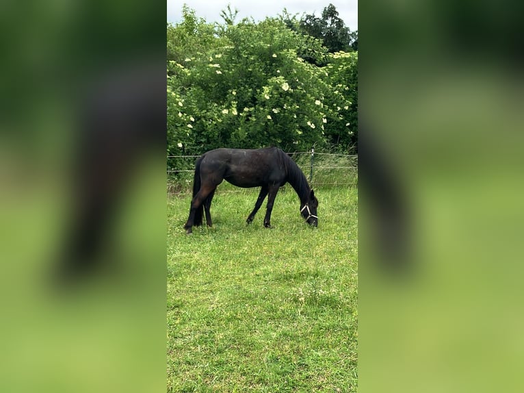 Französischer Traber Stute 7 Jahre 165 cm Rappe in Saffig