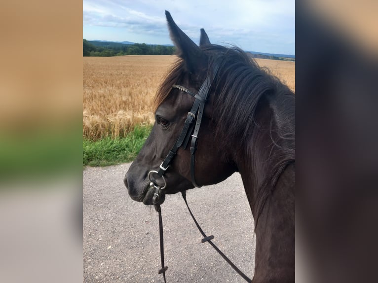 Französischer Traber Stute 7 Jahre 165 cm Rappe in Saffig