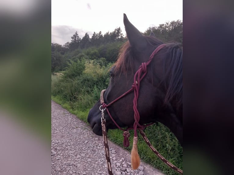 Französischer Traber Stute 7 Jahre 165 cm Rappe in Saffig