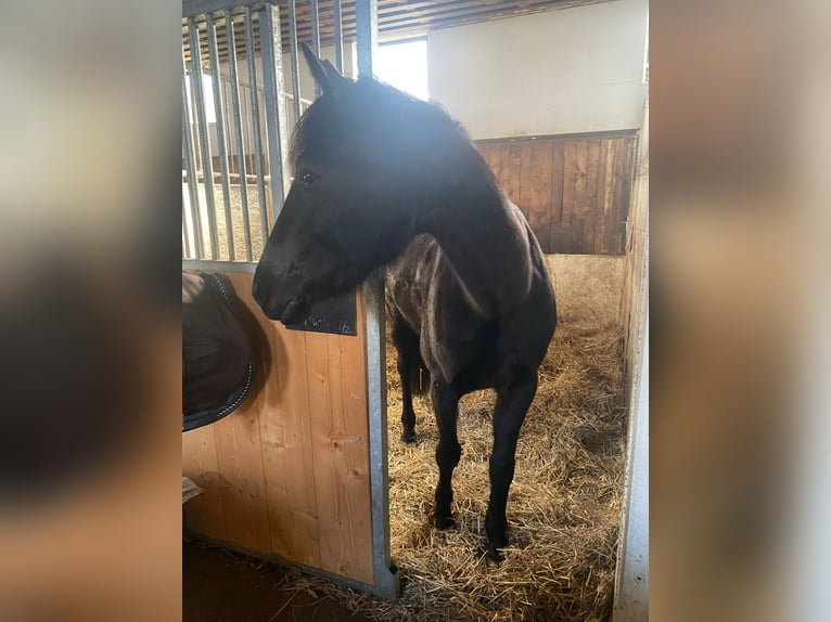 Französischer Traber Stute 7 Jahre 165 cm Rappe in Saffig